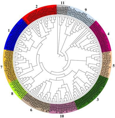 Fibrillin gene family and its role in plant growth, development, and abiotic stress